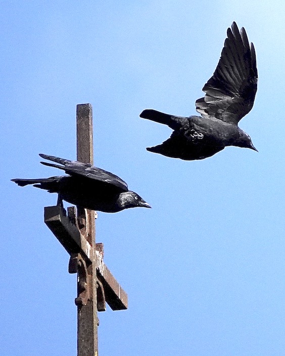 jackdaw